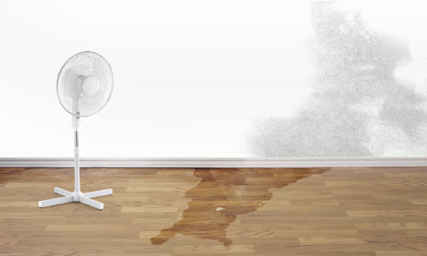 Best Flood damage cleanup  in Murrysville, PA