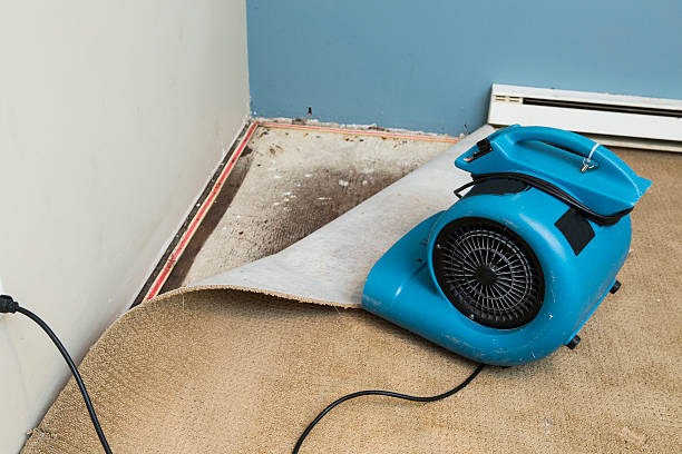 Best Carpet water damage restoration  in Murrysville, PA